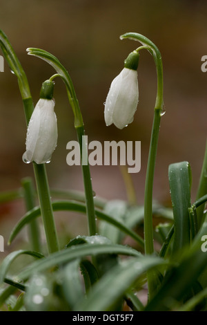 Wilde Schneeglöckchen, Galanthus Nivalis blühen in einem Wald im Spätwinter. Frankreich Stockfoto