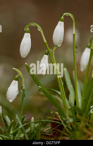 Wilde Schneeglöckchen, Galanthus Nivalis blühen in einem Wald im Spätwinter. Frankreich Stockfoto