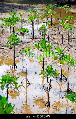 Junge Mangroven im Salak Khok Bay, Salek Kok Bucht, Insel Koh Chang, Nationalpark Mu Ko Chang, Trat, Golf von Thailand Stockfoto