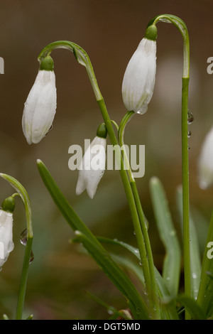 Wilde Schneeglöckchen, Galanthus Nivalis blühen in einem Wald im Spätwinter. Frankreich Stockfoto