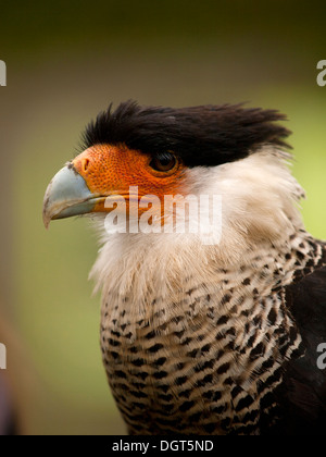 Porträt einer crested Karakara (Caracara Plancus) Stockfoto