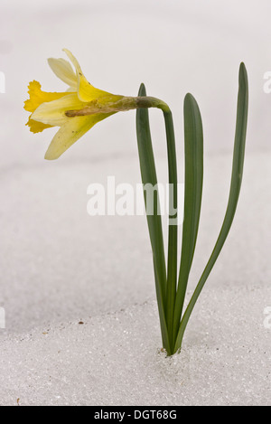 Wilde Narzisse, Narcissus Pseudonarcissus, in Blüte nach starkem Schneefall Ende März 2013. Stockfoto