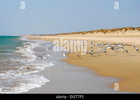 Möwen, Strand am Atlantik, Playa de Nueva Umbria, Cartaya, Costa De La Luz, Region Huelva, Andalusien, Spanien, Europa Stockfoto