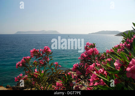 Blick auf die griechische Insel Kastelorizo oder Meis, rosa Oleander in Kas, Lykische Küste, Provinz Antalya, mediterran Stockfoto