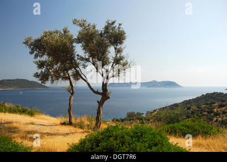 Blick in Richtung der griechischen Insel Kastelorizo oder Meis, Olivenbäume mit Meer Blick, Kas, Lykische Küste, Provinz Antalya Stockfoto