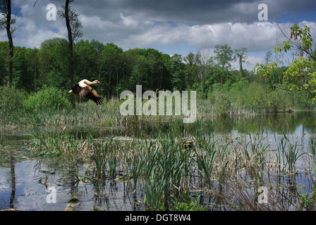 Flug über zottigen See Storch Stockfoto