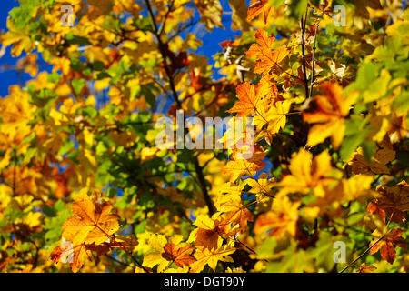 Ahorn-Ahorn (Acer Pseudoplatanus), herbstliche Laub, Kampen, Chiemgau, Upper Bavaria, Bavaria, Germany Stockfoto