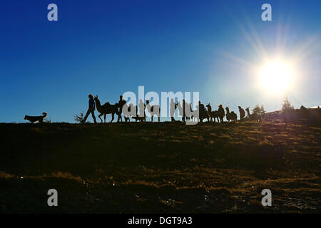 Lama-Tour am Hochstein Berg in Defregger Gruppe, Karnischen Dolomiten, obere Lienz, Pustertal, Ost-Tirol, Österreich Stockfoto