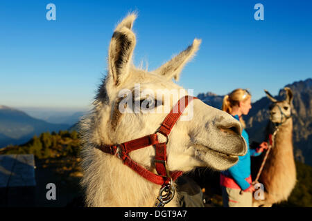 Junge Frau mit Lamas, Lama-Tour am Hochstein Berg, obere Lienz, Pustertal, Ost-Tirol, Österreich, Europa Stockfoto