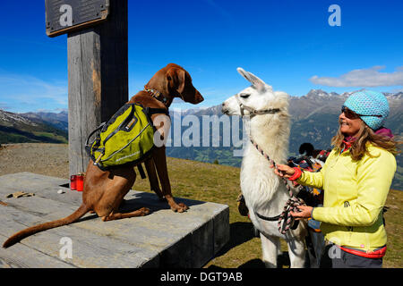 Weibliche Wanderer mit einem Lama und ein Hund, Lama-Tour in die Defregger Gruppe Karnischen Dolomiten, obere Lienz, Pustertal, Osttirol Stockfoto