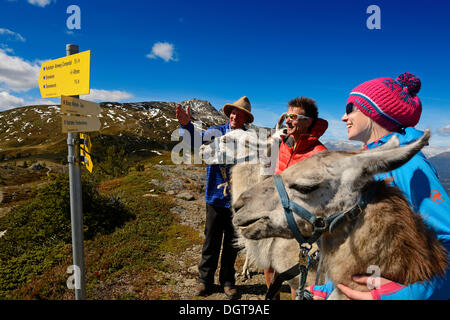 Lama-Tour auf dem Gipfel des Berges Boeses Weibele in Defregger Gruppe, Karnischen Dolomiten, obere Lienz Pustertal Stockfoto