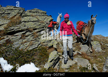 Lama-Tour auf dem Gipfel des Berges Boeses Weibele in Defregger Gruppe, Karnischen Dolomiten, obere Lienz Pustertal Stockfoto