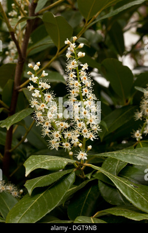 Kirschlorbeer, Prunus Laurocerasus in Blüte im Frühjahr. Stockfoto