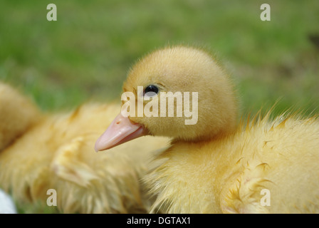 kleine Ente auf Grund des Grases Stockfoto