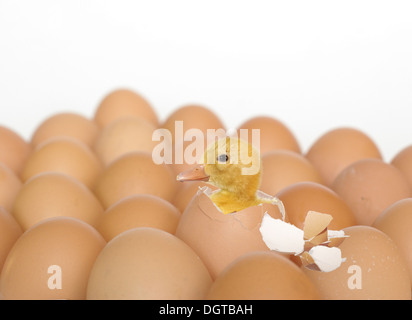 die Ente und die Schale des Eies auf weißem Hintergrund eingebettet Stockfoto