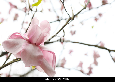 atemberaubende rosa Magnolien blühen frisch und nachdenklich - Fine Art Fotografie Jane Ann Butler Fotografie JABP1038 Stockfoto