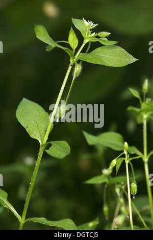 Stellaria Media, Vogelmiere Stockfoto