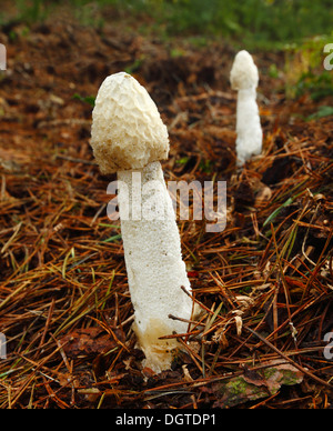 Pilze Phallus Impudicus. Stockfoto