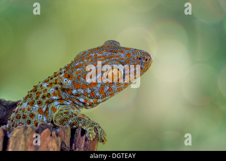 Gecko-Klettern auf Holz mit Grün und Bokeh Hintergrund Stockfoto