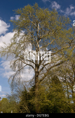 Weiß-Pappel Populus Alba im Frühjahr Stockfoto