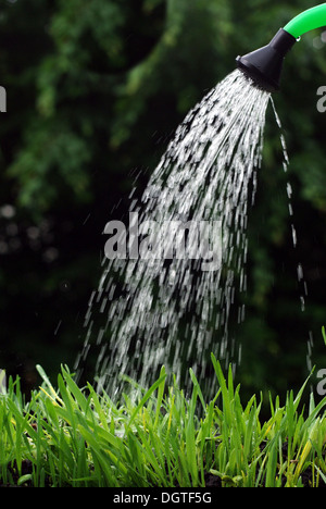 aus der Gießkanne gießen auf dem Rasen Wasser Stockfoto