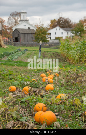 Bauernmuseum Cooperstown, New York. Herbst Pumpkin Patch. Stockfoto