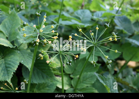 Bärlauch, Allium Ursinum, Saatgut Kopf Stockfoto