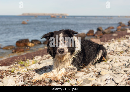 Border-collie an der Küste ausruhen Stockfoto