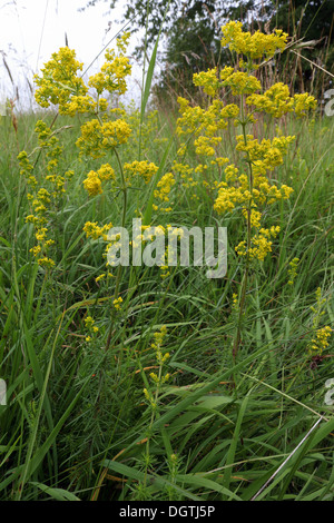 Galium Verum, gelbes Labkraut Stockfoto