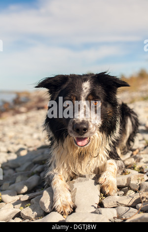 Border-collie ruhenden nass an der Küste Stockfoto