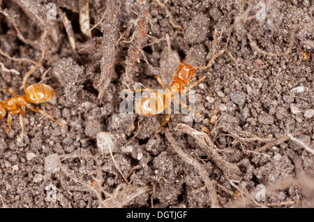 Gelbe Wiese-Ameise / gelbe Wiese Ant, Lasius Flavus. Häufigste Erbauer der Ameisenhaufen im Grünland. Dorset. Stockfoto