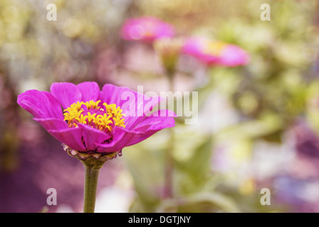 Schöne Zinnia Blume auf grünem Hintergrund Stockfoto