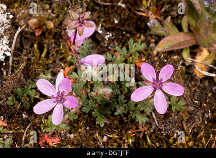 Gemeinsamen Stork es-Bill, Erodium Cicutarium in Blüte. Dorset. Stockfoto