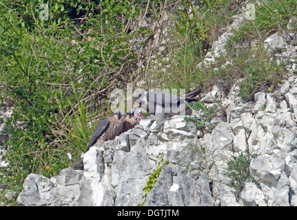 Wanderfalken Falco Peregrinus mit Jungtiere füttern. UK Stockfoto