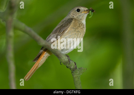 Gartenrotschwänze (Phoenicurus), Weiblich, Thüringen Stockfoto