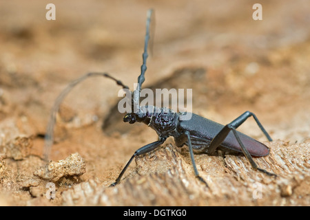 Großer Steinbock Käfer (Buchenspießbock Cerdo), Süd-Mähren, Tschechische Republik, Europa Stockfoto