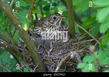 Singdrossel (Turdus Philomelos) am Nest mit jungen, Neusiedler See See, Burgenland, Austria, Europe Stockfoto