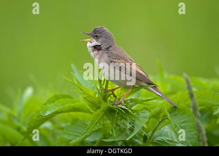 Whitethroat (Sylvia Communis), Gesang männlich, Neusiedler See See, Burgenland, Austria, Europe Stockfoto