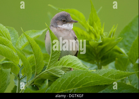 Whitethroat (Sylvia Communis), Gesang männlich, Neusiedler See See, Burgenland, Austria, Europe Stockfoto