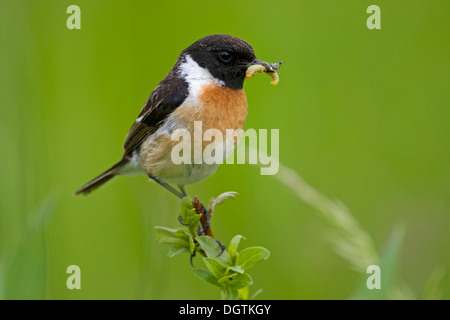 Europäische Schwarzkehlchen (Saxicola Rubicola), männliche mit Essen, Neusiedler See See, Burgenland, Austria, Europe Stockfoto