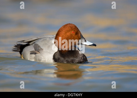 Tafelenten (Aythya 40-jähriger), Männlich, Camargue, Südfrankreich, Frankreich, Europa Stockfoto