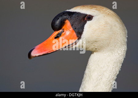 Höckerschwan (Cygnus Olor), portrait Stockfoto