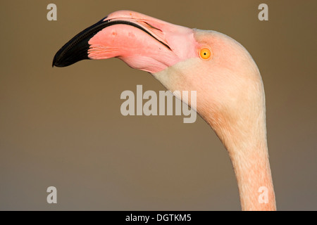 Rosaflamingo (Phoenicopterus Ruber), Porträt, Camargue, Südfrankreich, Frankreich, Europa Stockfoto