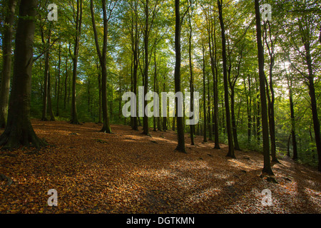 Sonne scheint durch die Bäume einen herbstlichen Wald Stockfoto