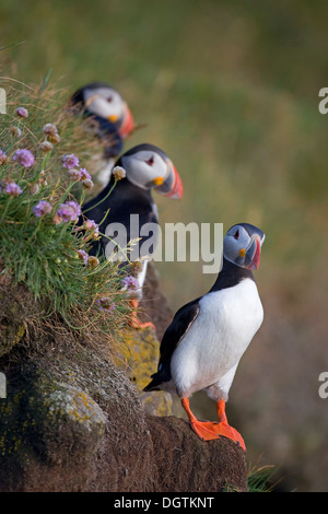 Papageientaucher (Fratercula Arctica), Látrabjarg Vogel Klippe, Westfjorde, Island, Europa Stockfoto