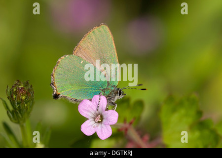 Grüner Zipfelfalter (Callophrys Rubi), Kap Kaliakra, Bulgarien, Europa Stockfoto