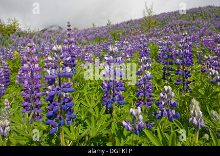 Nootka Lupine (Lupinus Nootkatensis), östlichen Fjorde, Island, Europa Stockfoto