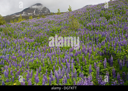 Nootka Lupine (Lupinus Nootkatensis), östlichen Fjorde, Island, Europa Stockfoto