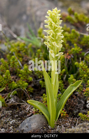 Nördlichen Green Orchid (Platanthera Hyperborea), Island, Europa Stockfoto