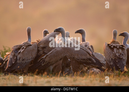 Gänsegeier (abgeschottet Fulvus) an AAS, Rhodopen Gebirge, Bulgarien, Europa Stockfoto